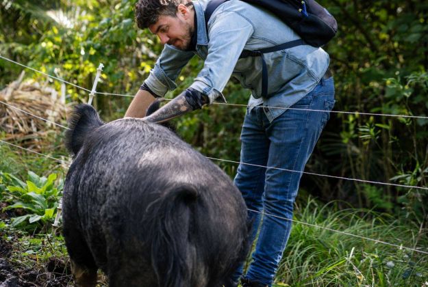 Patting A Large Pig At Morere Lodge Accommodation In Gisborne