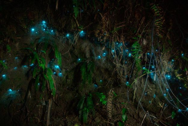 See Glow Worms On The Morere Lodge Grounds in Gisborne